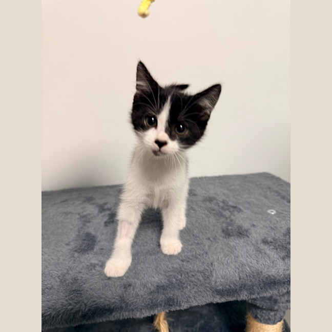 Photo of Bw Litter