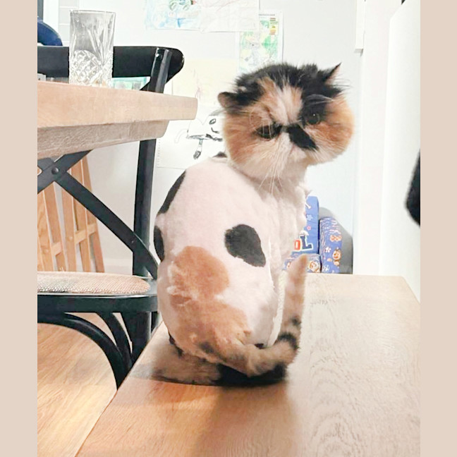 Photo of 🍨Coyo🍨