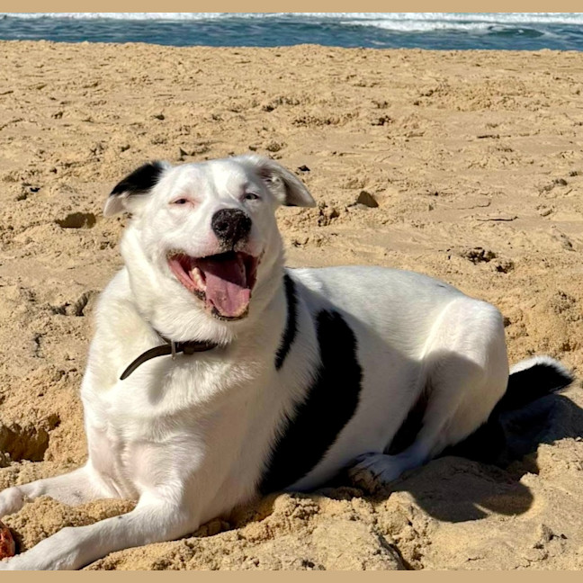 Photo of Malakai   4 Year Old Border Collie X Aus Shepherd