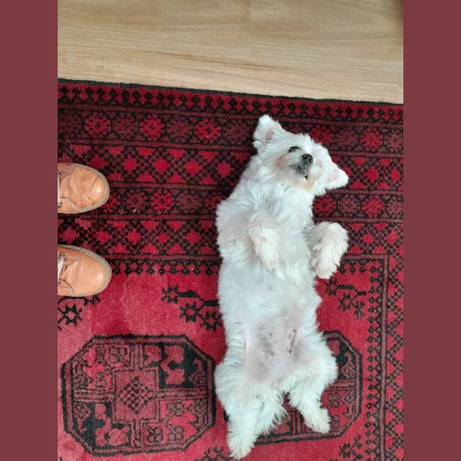 Photo of Lily   6 Year Old Maltese (Trial)