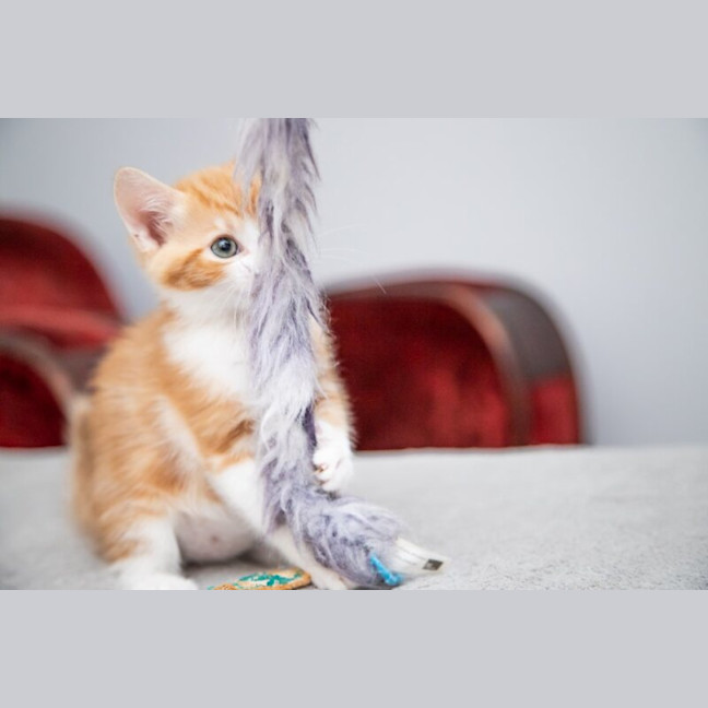 Photo of Pumpkin