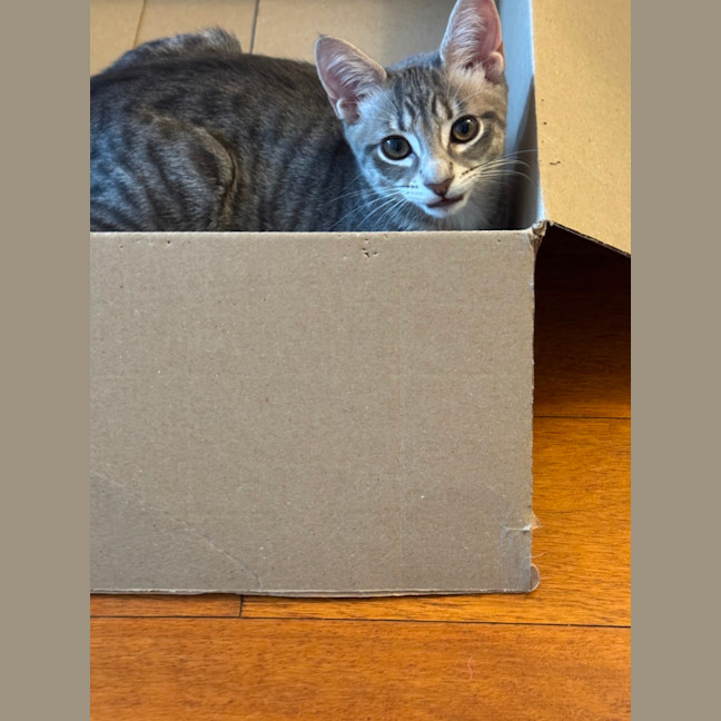 Photo of Banana Bread