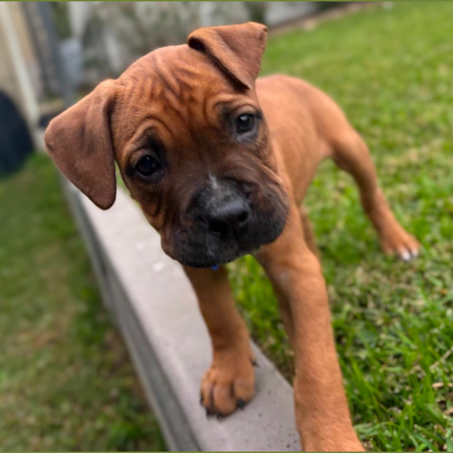 Photo of Sky   9 Week Old American Staffy