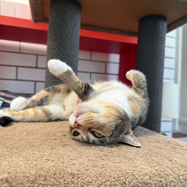 Photo of Rosie