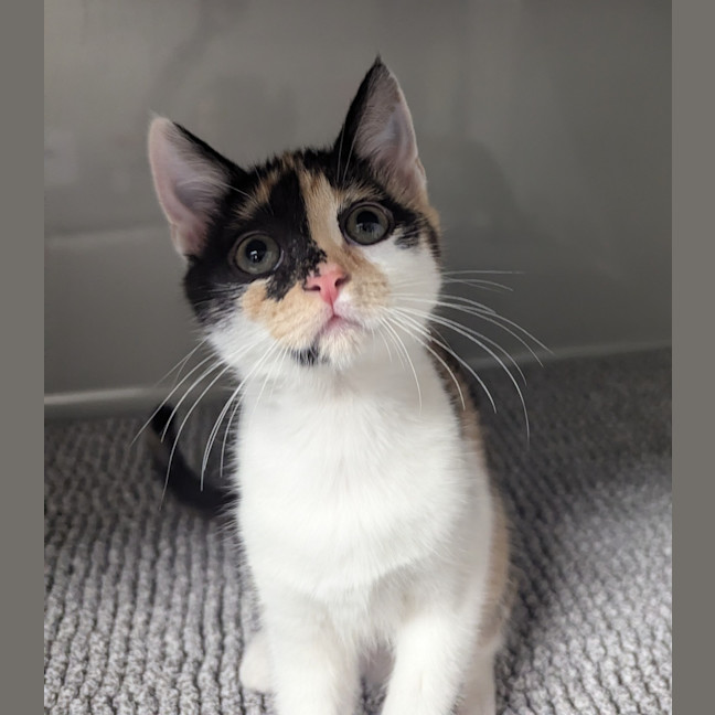 Photo of Sparkles
