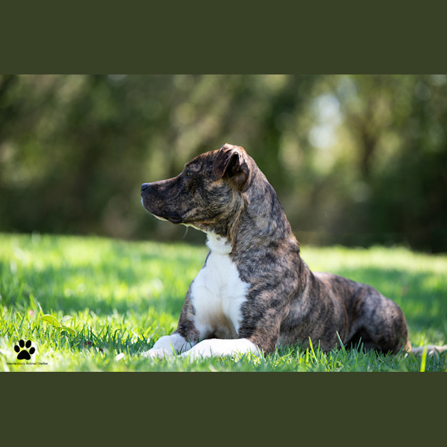 Photo of Bindi