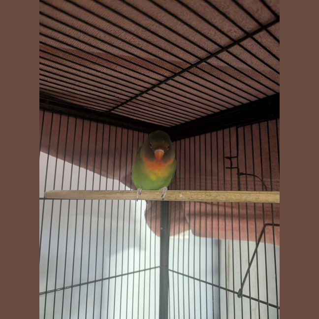 Photo of Sausageton
