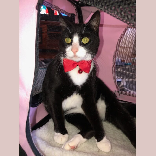 Photo of Kitty