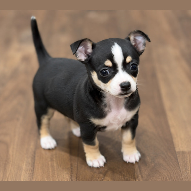 Photo of Ollie