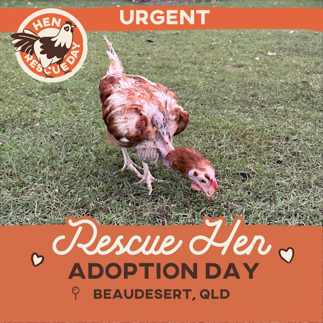 Photo of Adoption Day  Rescue Hens