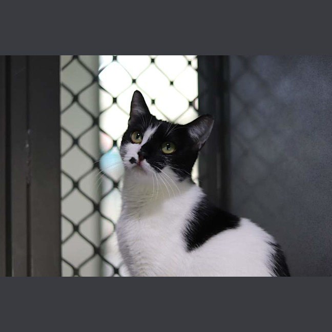 Photo of Penguin