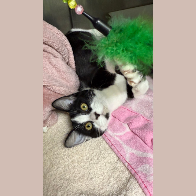 Photo of Apollo