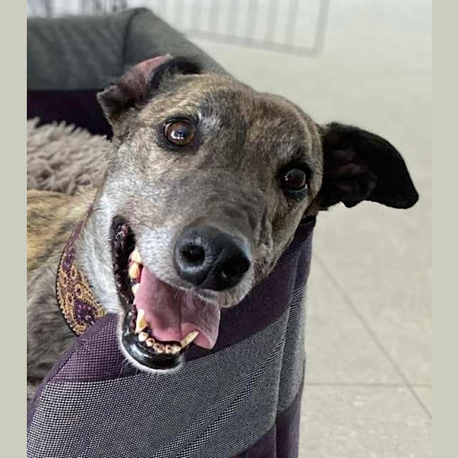 Photo of Brinny The Greyhound