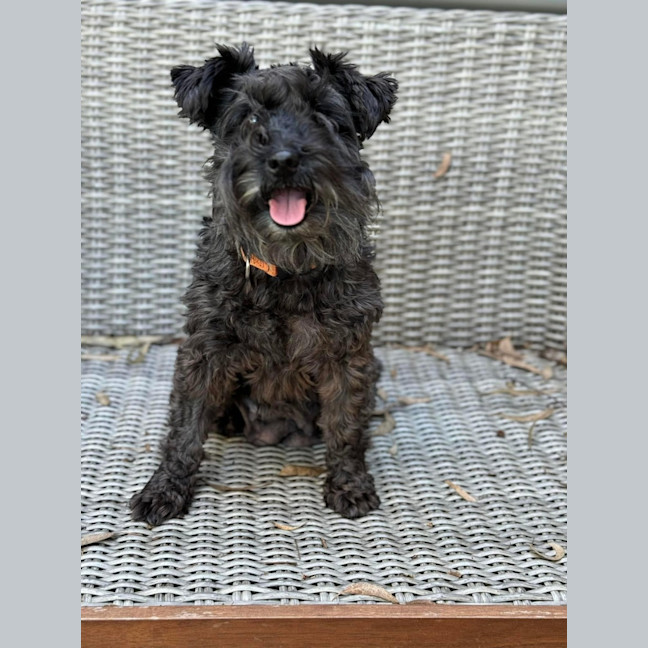 Photo of Georgie 