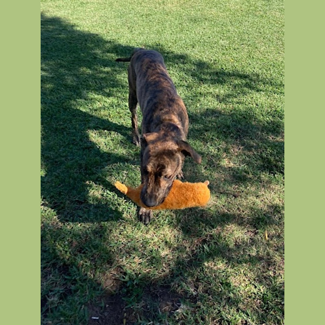 Photo of Buzz   9 Month Old Mixed Breed