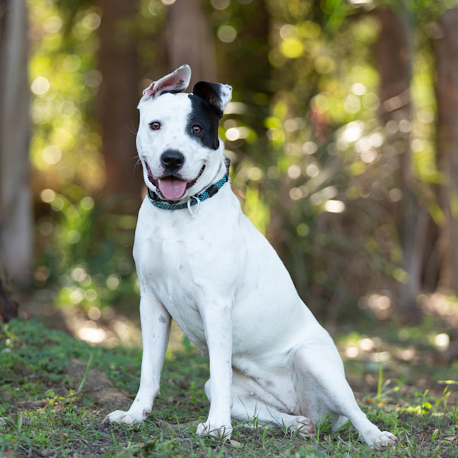 Photo of Nova