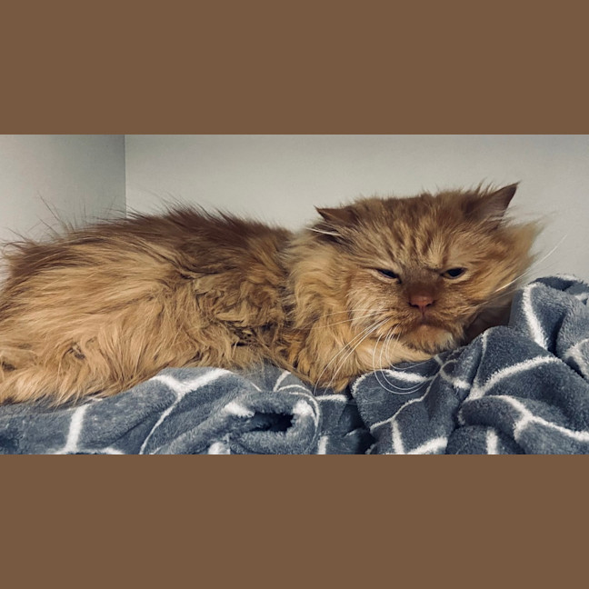 Photo of Cheezel