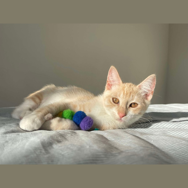 Photo of Stella & Stanley 