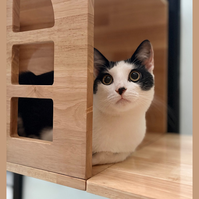 Photo of Panda Scott