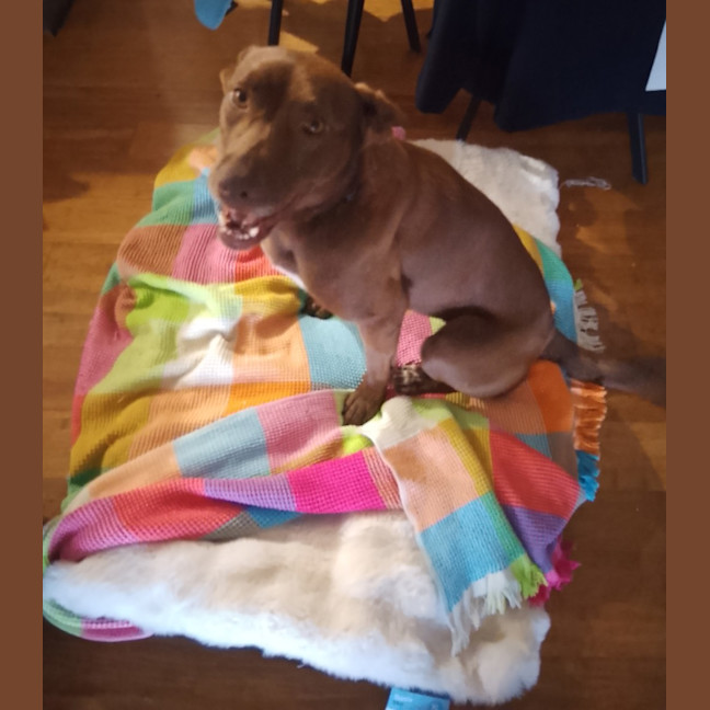 Photo of Dobby
