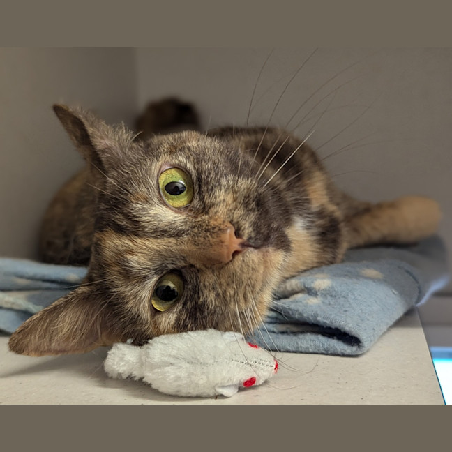Photo of Cookie