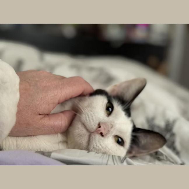 Photo of Gizmo   1 Year Old Domestic Short Hair (On Trial)