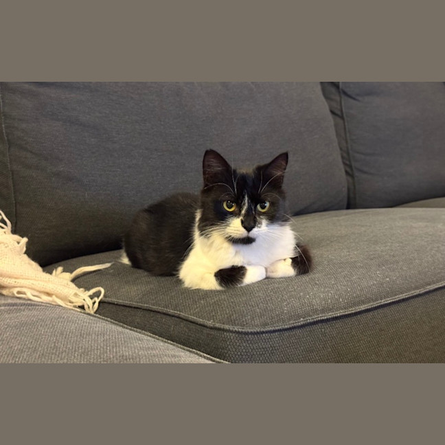 Photo of Bibi