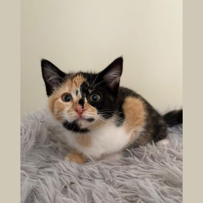 Photo of Miss Maples