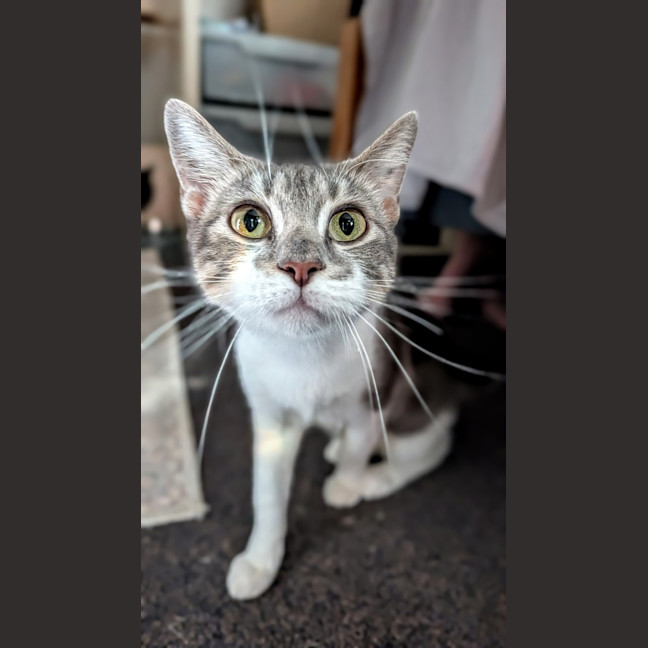 Photo of Juniper