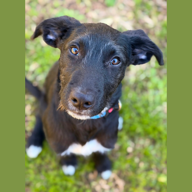 Photo of Wilbur