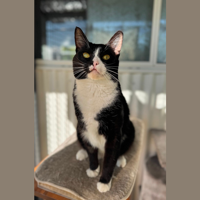Photo of Maow Maow
