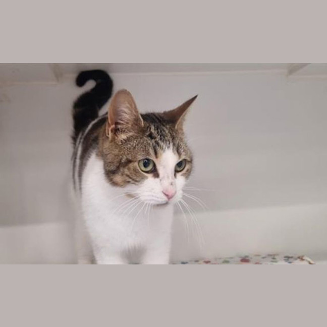 Photo of Pearl