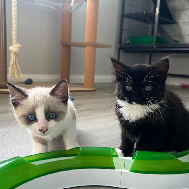 Photo of Possum 🩵🐟