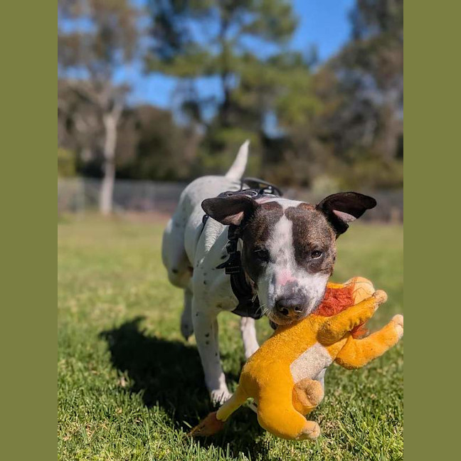 Photo of Gypsy