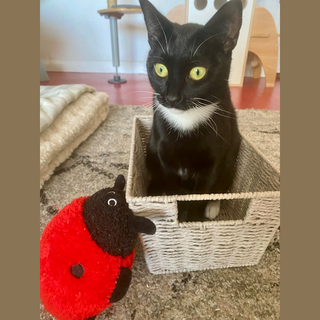 Photo of Luna Sanderson