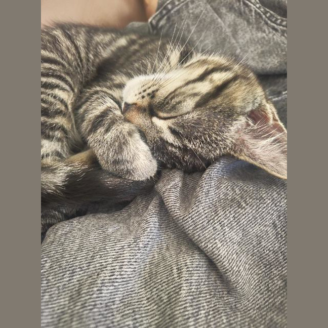 Photo of Fennel