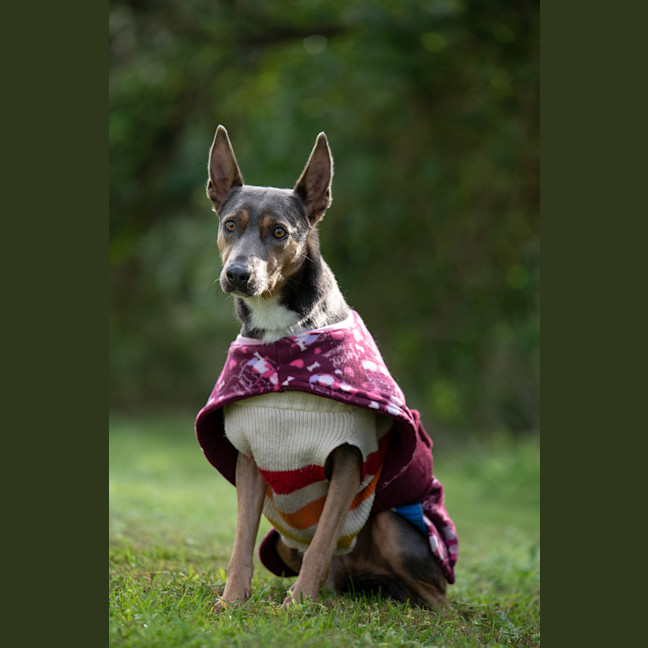 Photo of Daisy