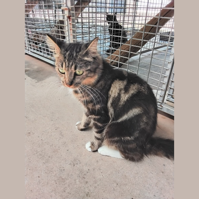 Photo of Willow