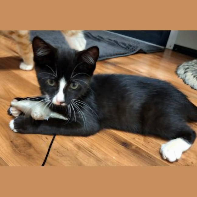 Photo of Gatsby