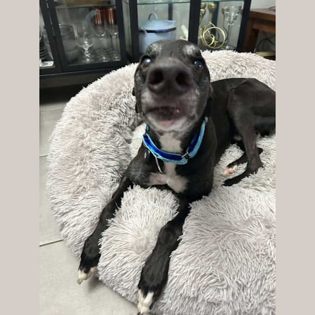 Photo of Aussie, The Greyhound