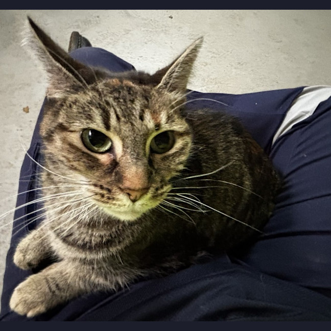Photo of Delilah 