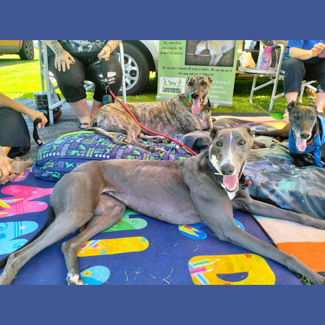 Photo of Mia The Greyhound