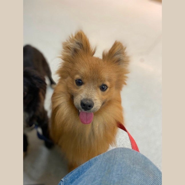 Photo of Pompom