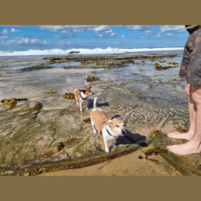 Photo of Willow & Chico