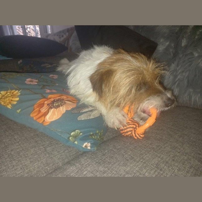 Photo of Bolt O'cleary