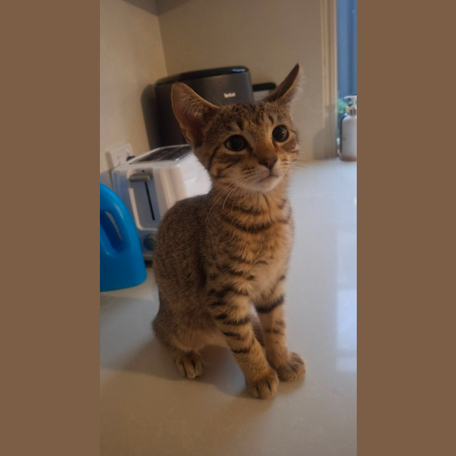 Photo of Paprika