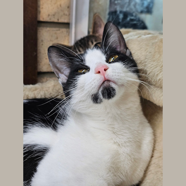 Photo of Echo