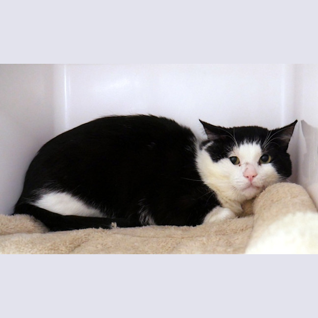 Photo of Tuxedo Sam Sta014344