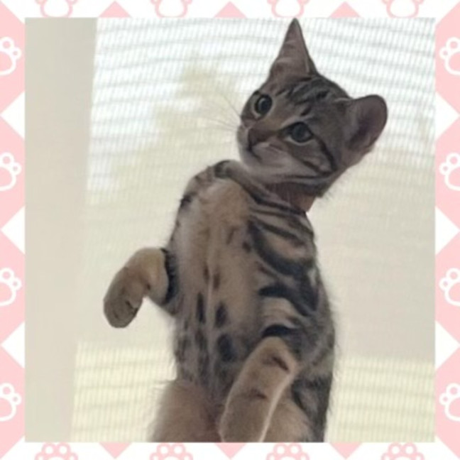 Photo of Bonnie