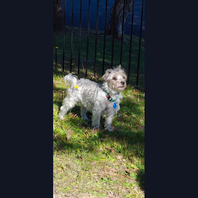 Photo of Bandit